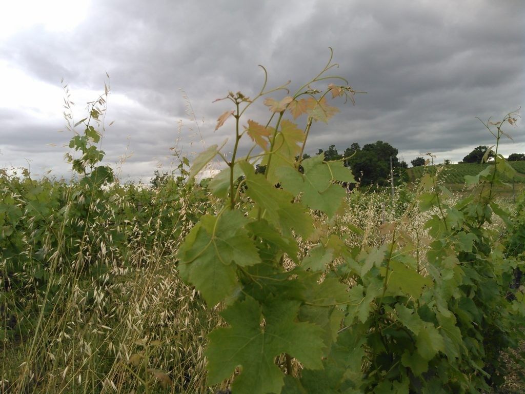 Rang de vigne enherbé d’avoine et de féverole