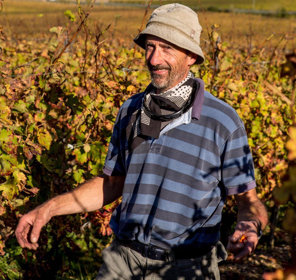 Jean-Yves Faucheux dans les vignes